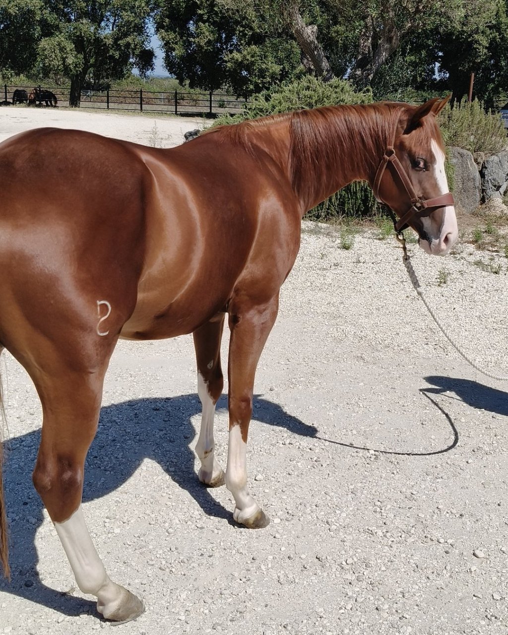 All A Spat (2023), Paint Horse reining gelding for sale in Italy, Europe – castrone APHA in vendita in Lazio #917