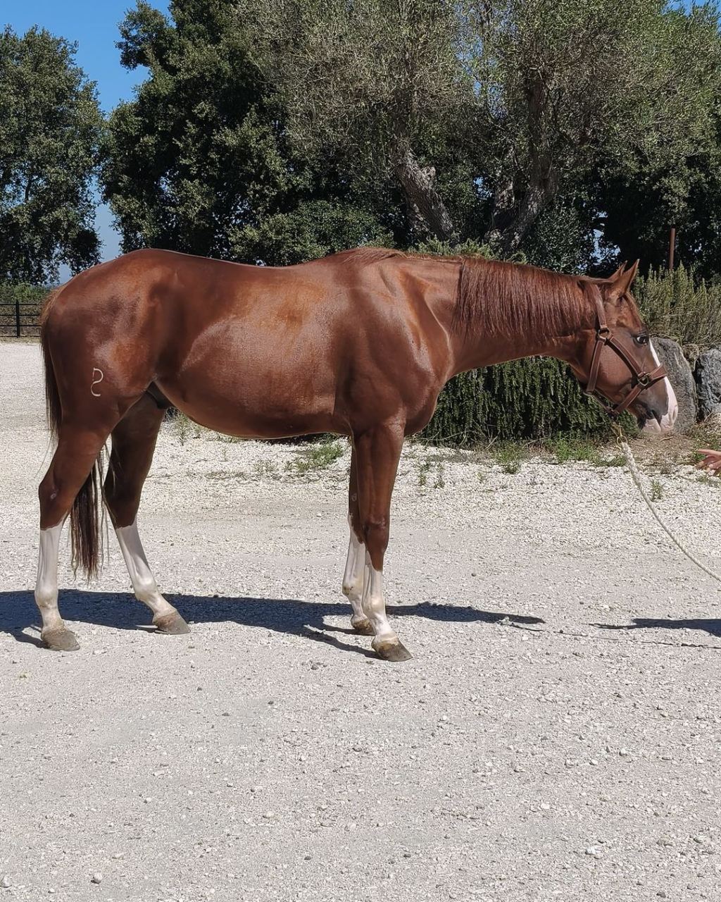 All A Spat (2023), Paint Horse reining gelding for sale in Italy, Europe – castrone APHA in vendita in Lazio #917