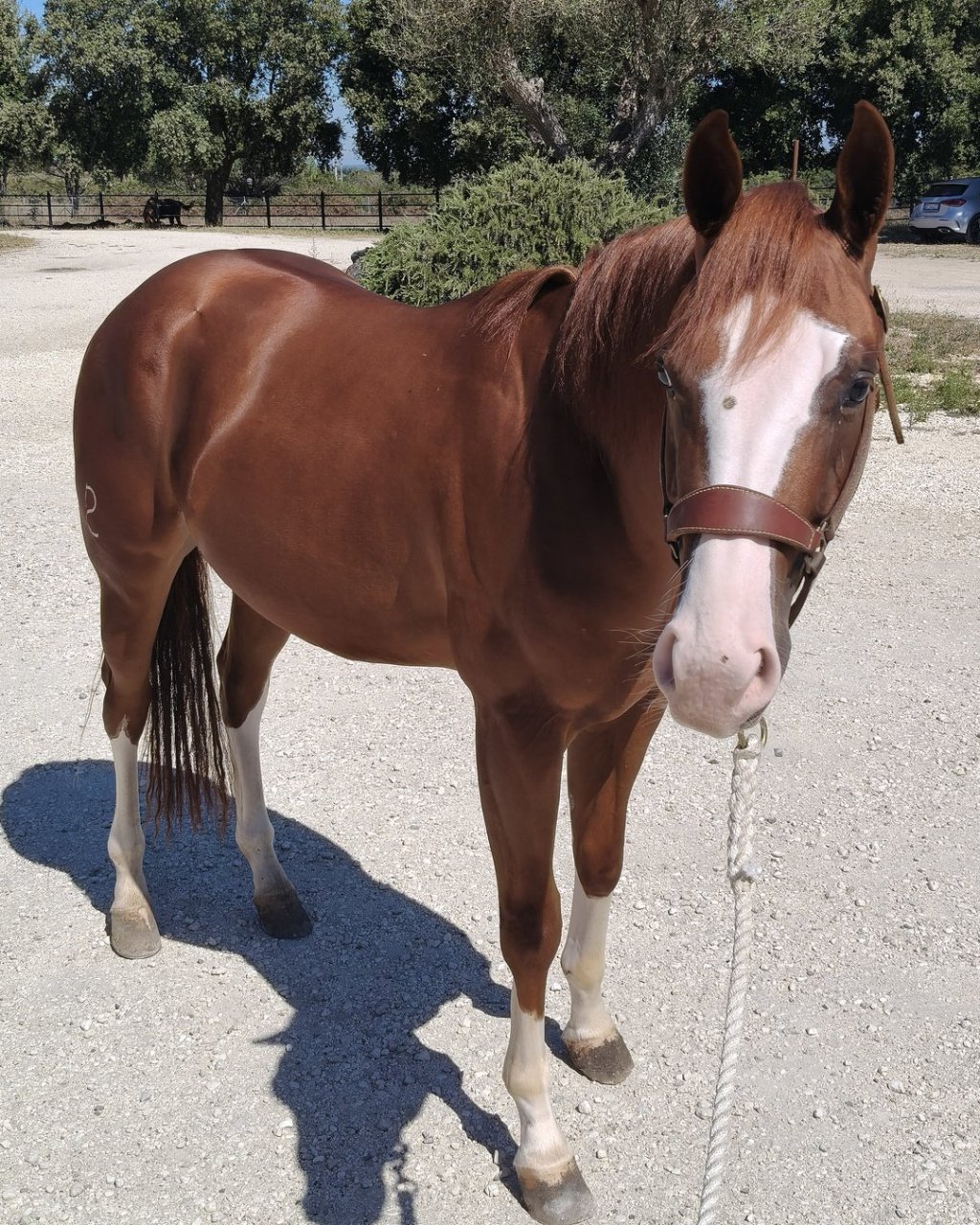 All A Spat (2023), Paint Horse reining gelding for sale in Italy, Europe – castrone APHA in vendita in Lazio #917