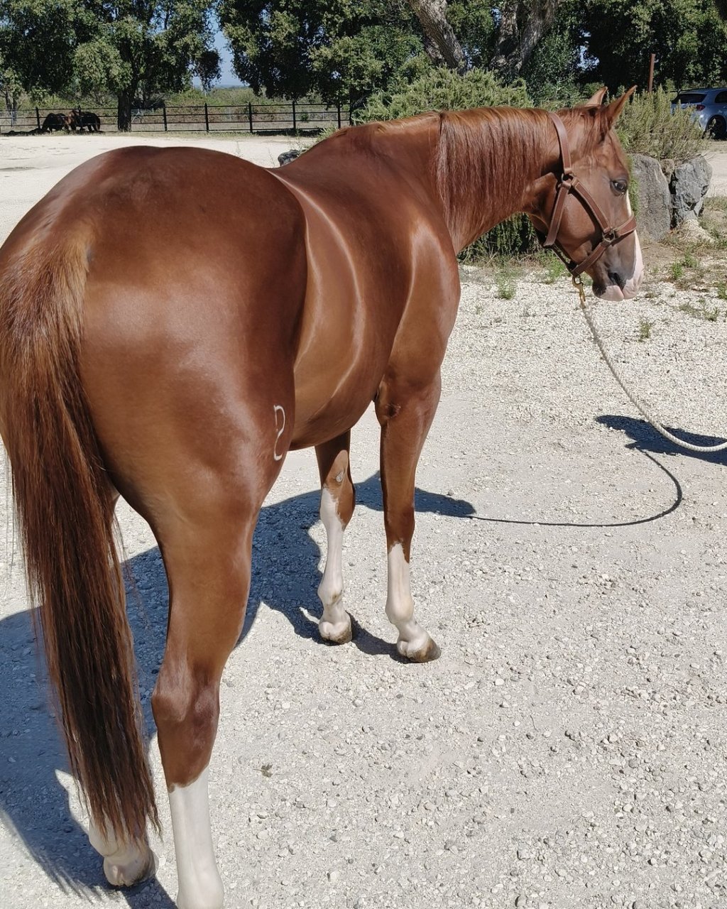 All A Spat (2023), Paint Horse reining gelding for sale in Italy, Europe – castrone APHA in vendita in Lazio #917