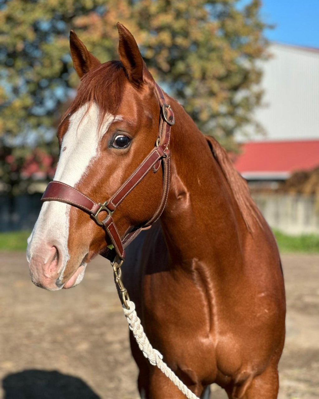 All A Spat (2023), Paint Horse reining gelding for sale in Italy, Europe – castrone APHA in vendita in Lazio #917