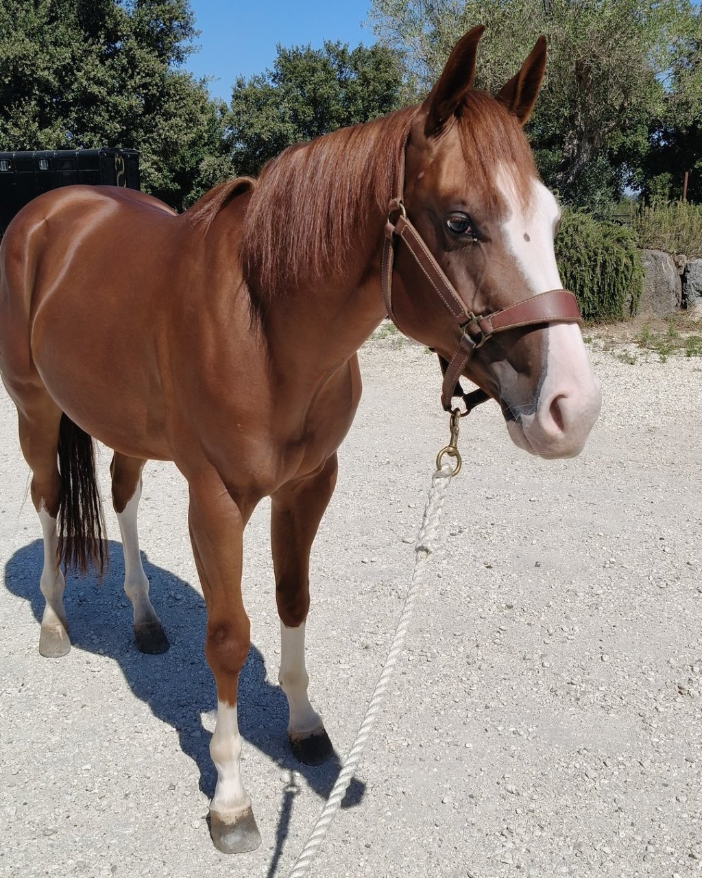 All A Spat (2023), Paint Horse reining gelding for sale in Italy, Europe – castrone APHA in vendita in Lazio #917