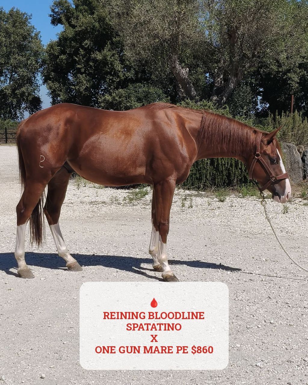 All A Spat (2023), Paint Horse reining gelding for sale in Italy, Europe – castrone APHA in vendita in Lazio #917