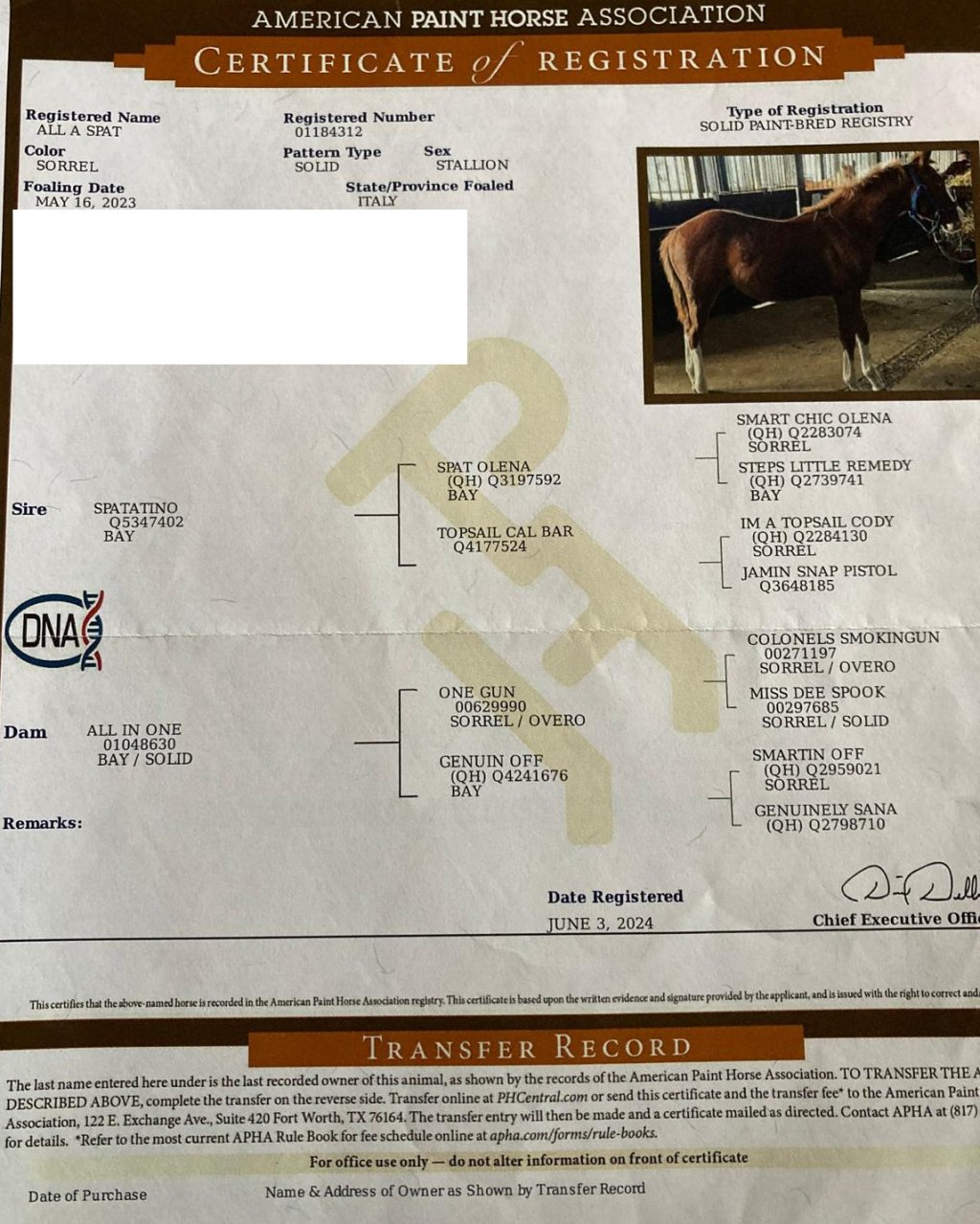 APHA registration certificate (papers) – certificato APHA All A Spat #917
