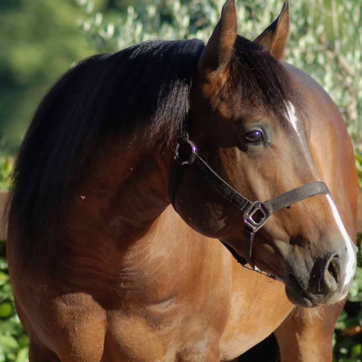 Stargate Tinker Lynx (2024), Paint Horse reining gelding for sale in Italy, Europe – castrone APHA in vendita in Lazio #918