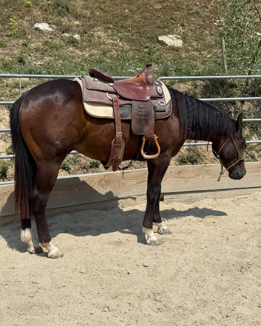 Stargate Tinker Lynx (2024), Paint Horse reining gelding for sale in Italy, Europe – castrone APHA in vendita in Lazio #918
