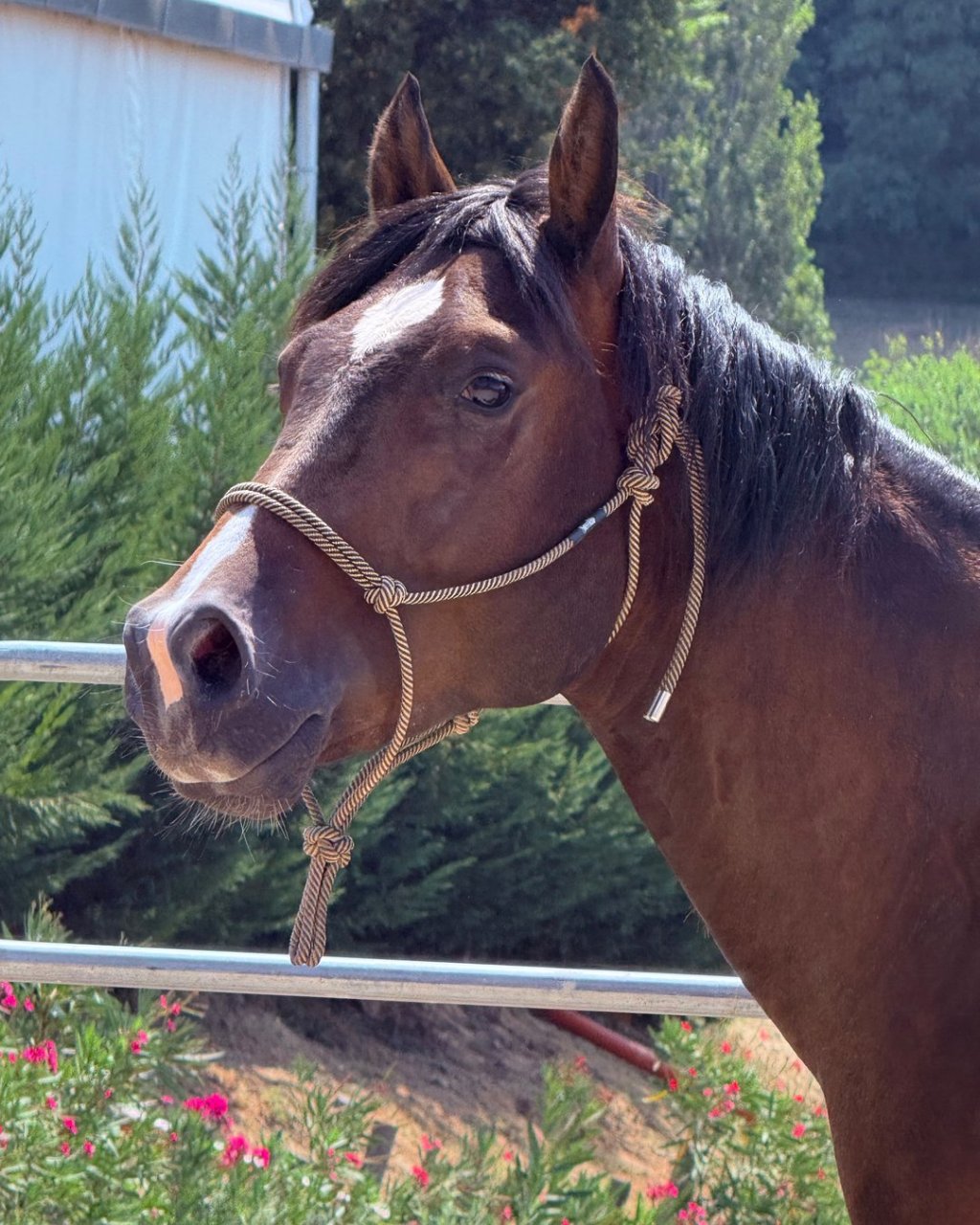 Stargate Tinker Lynx (2024), Paint Horse reining gelding for sale in Italy, Europe – castrone APHA in vendita in Lazio #918