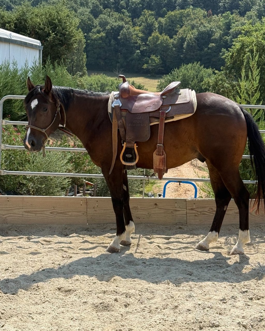 Stargate Tinker Lynx (2024), Paint Horse reining gelding for sale in Italy, Europe – castrone APHA in vendita in Lazio #918