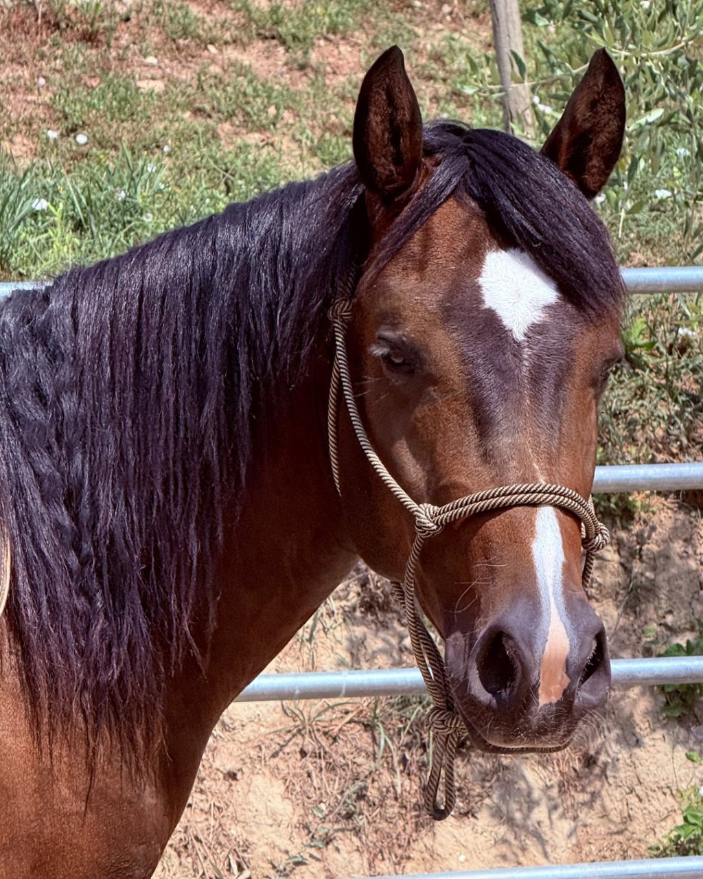 Stargate Tinker Lynx (2024), Paint Horse reining gelding for sale in Italy, Europe – castrone APHA in vendita in Lazio #918