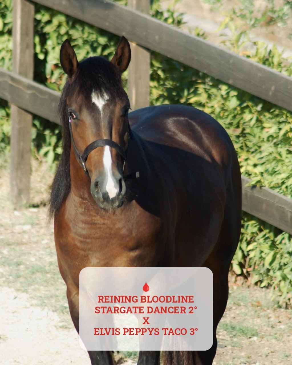 Stargate Tinker Lynx (2024), Paint Horse reining gelding for sale in Italy, Europe – castrone APHA in vendita in Lazio #918