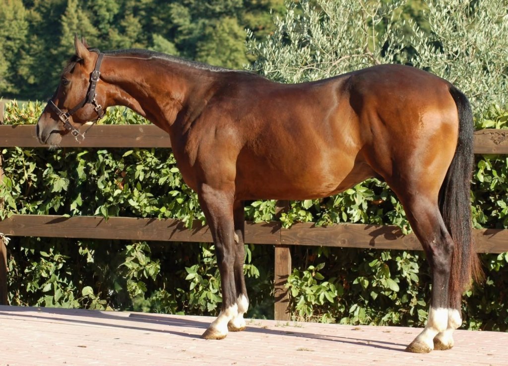 Stargate Tinker Lynx (2024), Paint Horse reining gelding for sale in Italy, Europe – castrone APHA in vendita in Lazio #918