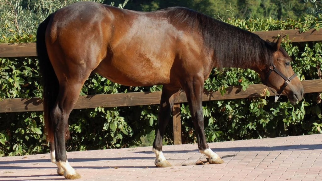 Stargate Tinker Lynx (2024), Paint Horse reining gelding for sale in Italy, Europe – castrone APHA in vendita in Lazio #918