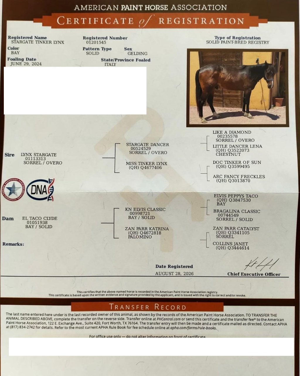 APHA registration certificate (papers) – certificato APHA Stargate Tinker Lynx #918