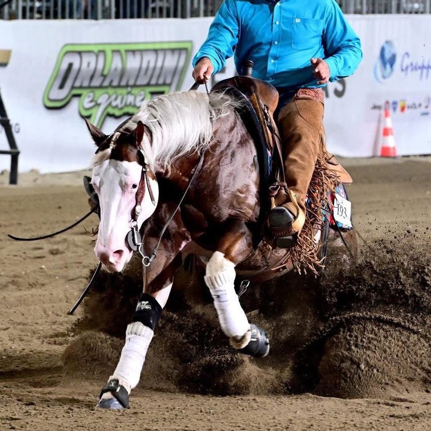 Spat Olena Gun (2021), Paint Horse reining gelding for sale in Italy, Europe – castrone APHA in vendita in Lazio #925