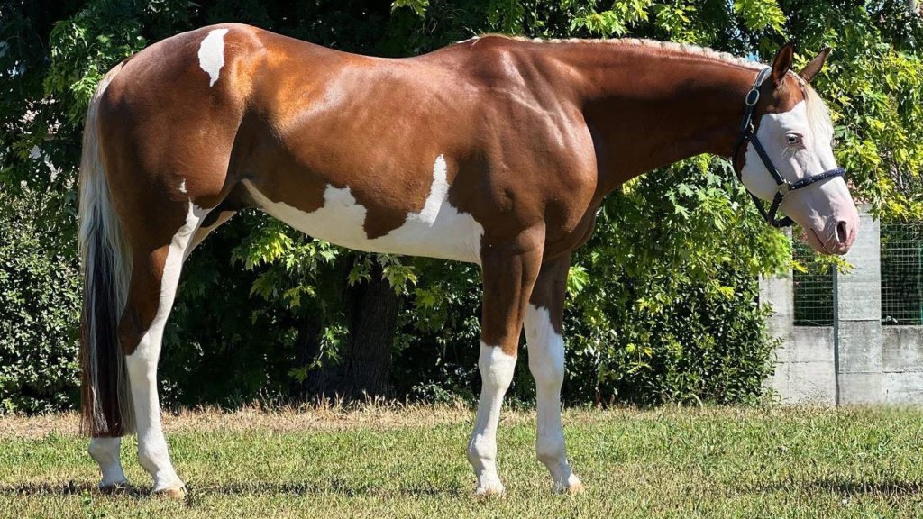 Spat Olena Gun (2021), Paint Horse reining gelding for sale in Italy, Europe – castrone APHA in vendita in Lazio #925