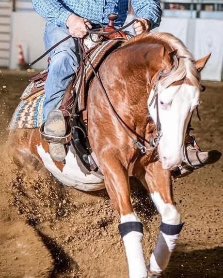 Spat Olena Gun (2021), Paint Horse reining gelding for sale in Italy, Europe – castrone APHA in vendita in Lazio #925