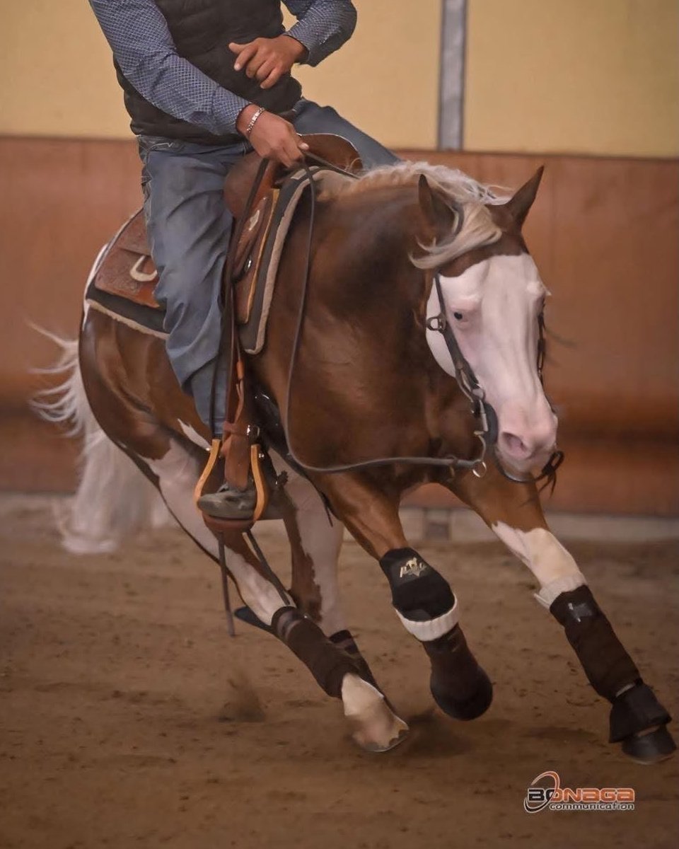 Spat Olena Gun (2021), Paint Horse reining gelding for sale in Italy, Europe – castrone APHA in vendita in Lazio #925