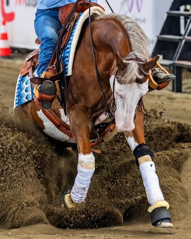 Spat Olena Gun (2021), Paint Horse reining gelding for sale in Italy, Europe – castrone APHA in vendita in Lazio #925