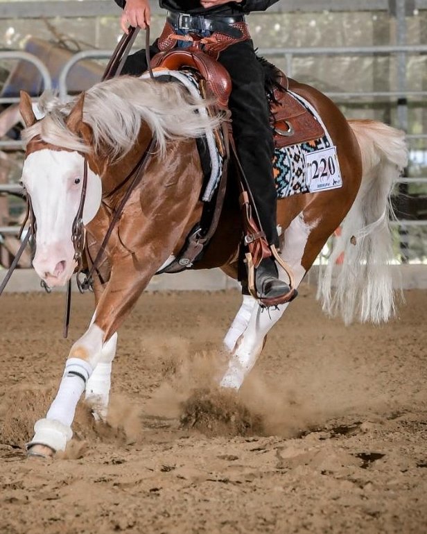 Spat Olena Gun (2021), Paint Horse reining gelding for sale in Italy, Europe – castrone APHA in vendita in Lazio #925