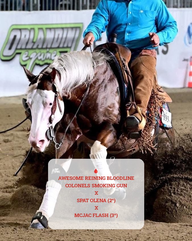 Spat Olena Gun (2021), Paint Horse reining gelding for sale in Italy, Europe – castrone APHA in vendita in Lazio #925
