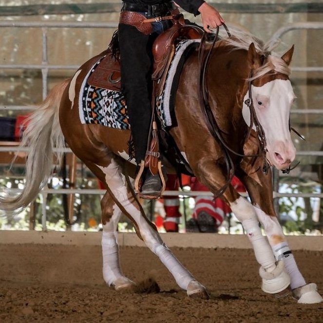 Spat Olena Gun (2021), Paint Horse reining gelding for sale in Italy, Europe – castrone APHA in vendita in Lazio #925