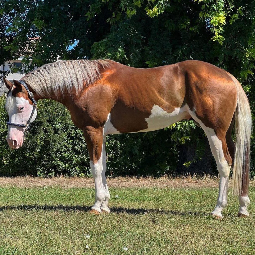 Spat Olena Gun (2021), Paint Horse reining gelding for sale in Italy, Europe – castrone APHA in vendita in Lazio #925