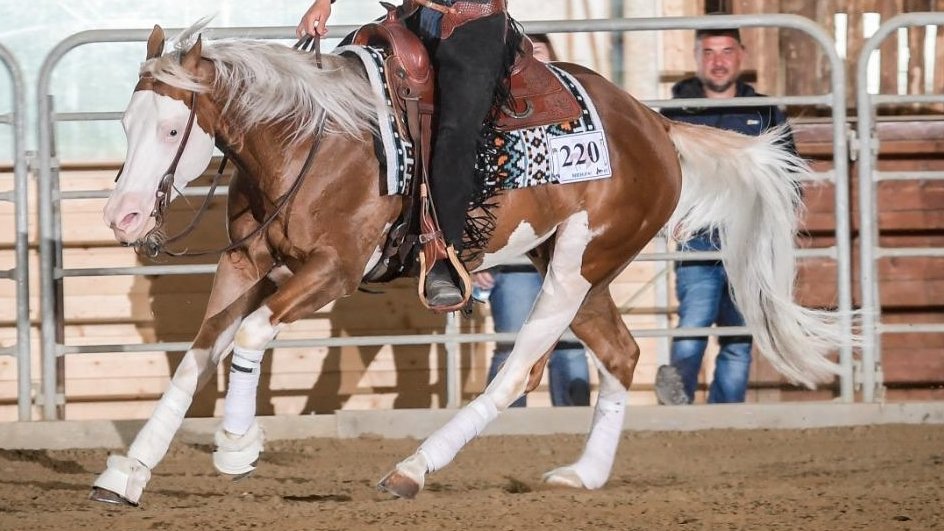 Spat Olena Gun (2021), Paint Horse reining gelding for sale in Italy, Europe – castrone APHA in vendita in Lazio #925