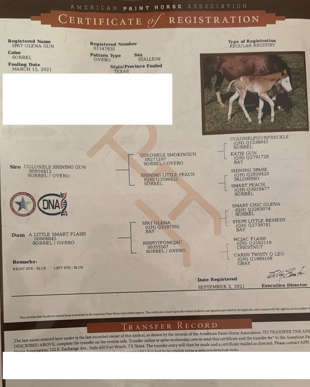 APHA registration certificate (papers) – certificato APHA Spat Olena Gun #925
