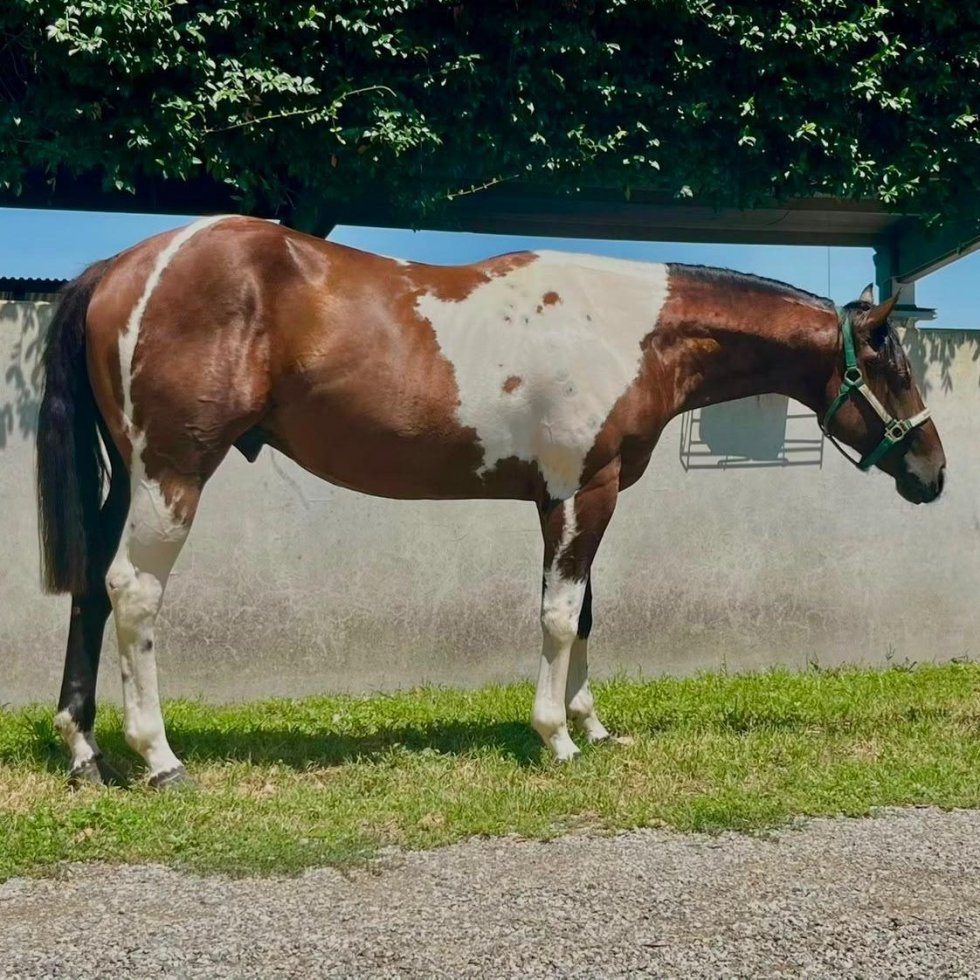Sm Dr Joker (2024), Paint Horse reining stud colt for sale in Italy, Europe – stalloncino APHA in vendita in Lombardia #926