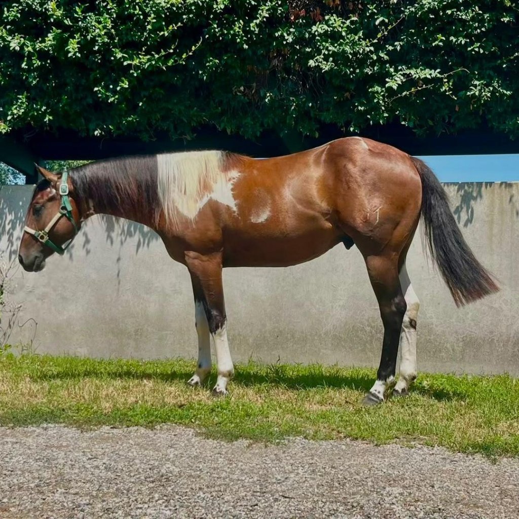 Sm Dr Joker (2024), Paint Horse reining stud colt for sale in Italy, Europe – stalloncino APHA in vendita in Lombardia #926