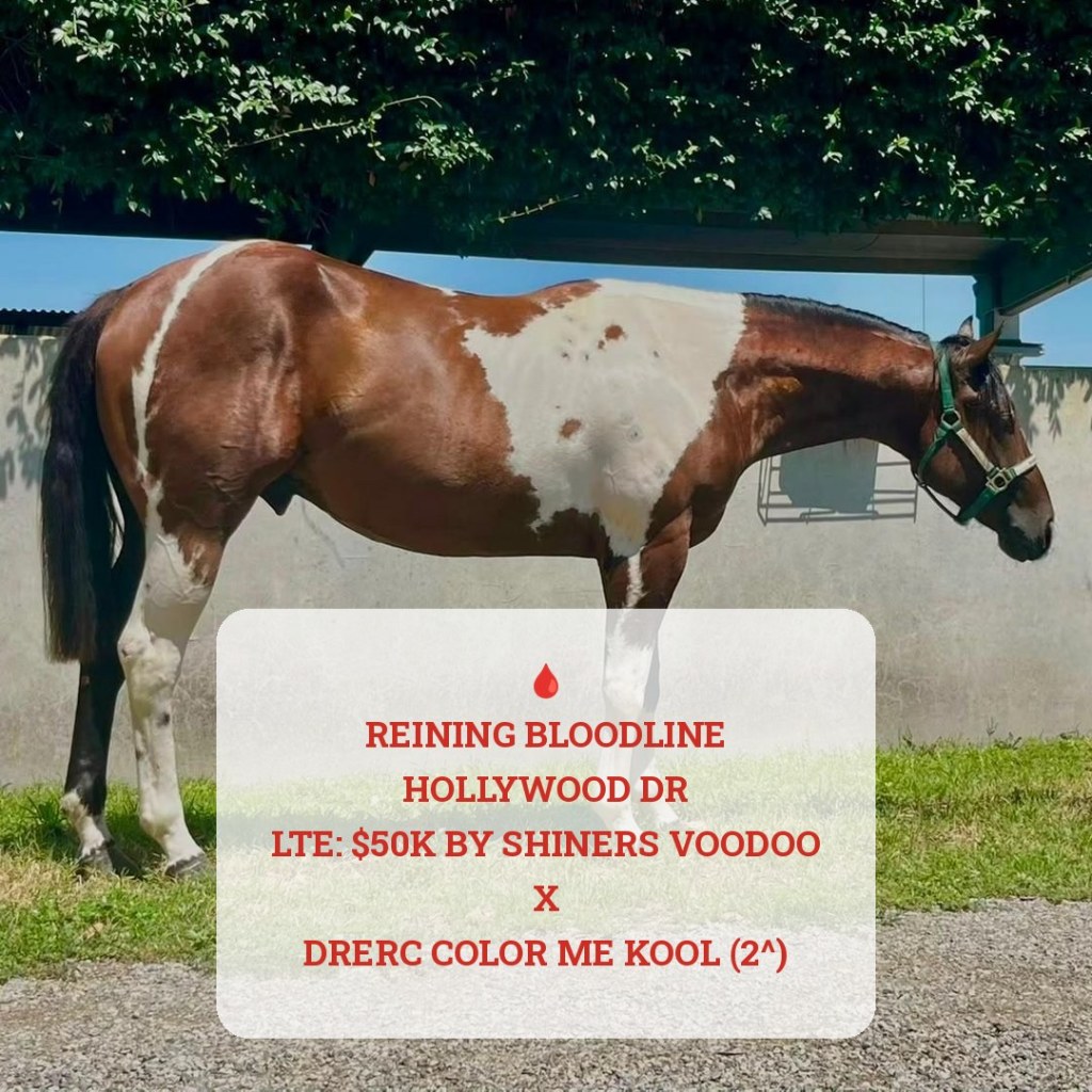 Sm Dr Joker (2024), Paint Horse reining stud colt for sale in Italy, Europe – stalloncino APHA in vendita in Lombardia #926